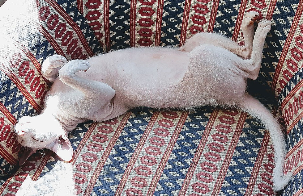 Kot peterbald leży na fotelu