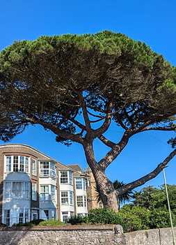 Exmouth Tree Project