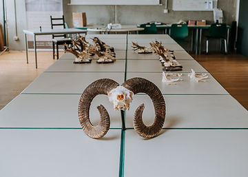 Ansitzbock 2-73.jpg