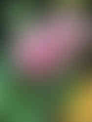 Plants and flowers at the Biltmore Estate