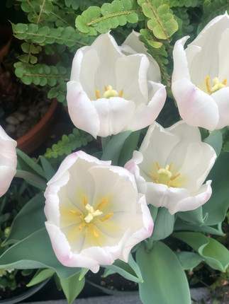 Beautiful blooms at the Biltmore Estate in March