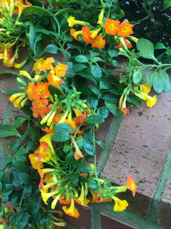 Beautiful blooms at the Biltmore Estate in March