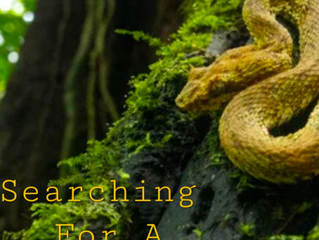 Searching For A Shifter