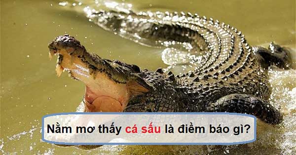 Mơ thấy cá sấu đánh con gì? Giải mã giấc mơ thấy cá sấu trong lô đề content media