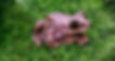 ree