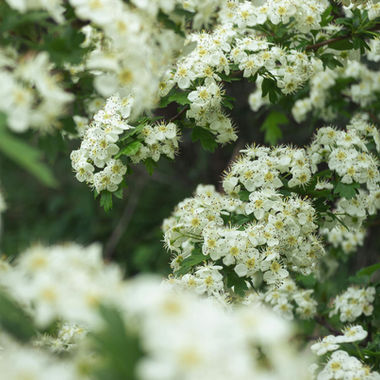 A blossoming of practice: Launching our guide to Tools for regenerative practice