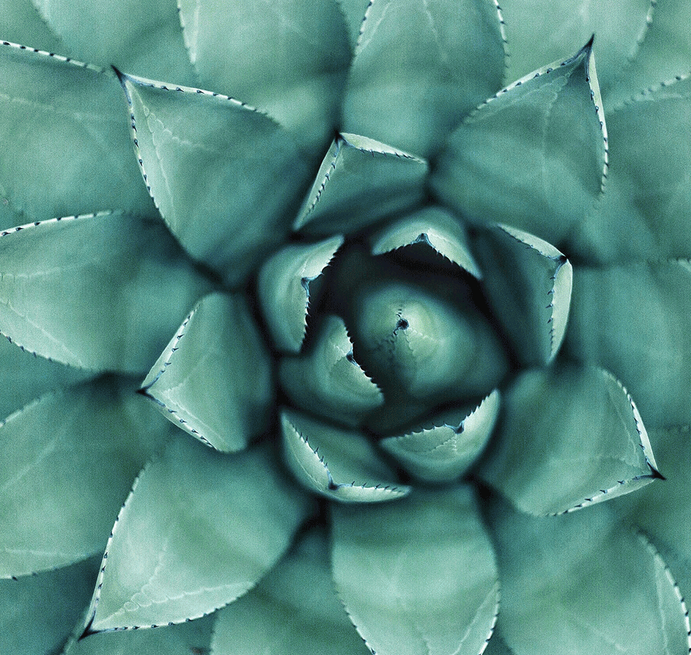 AuthenticColorInspo.gif