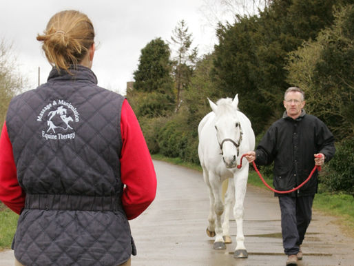 Grey horse being led in-hand and assessed for lameness