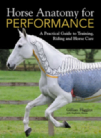 Horse Anatomy for Performance