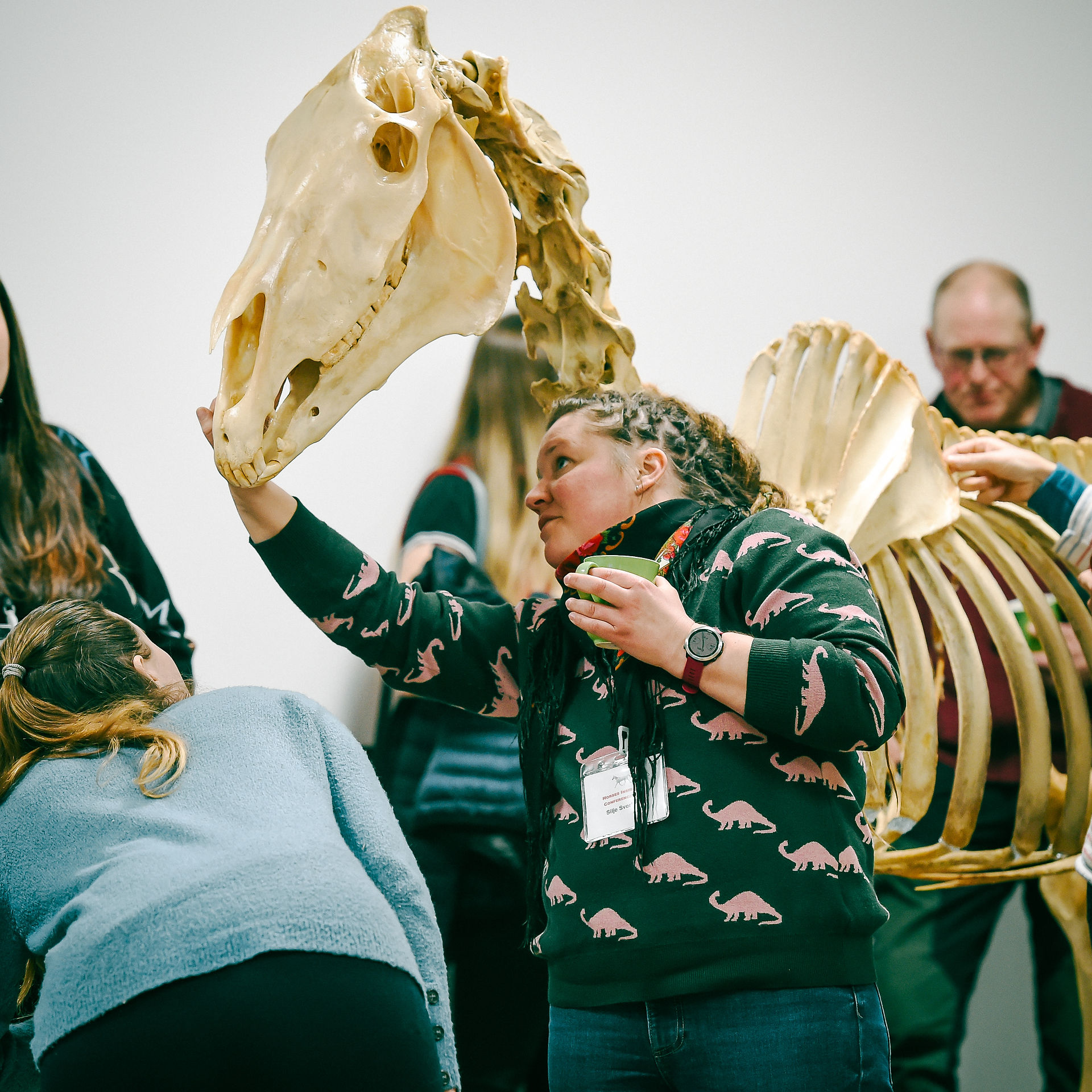 Horse anatomy skeleton bones, equine skull learning cpd course conference