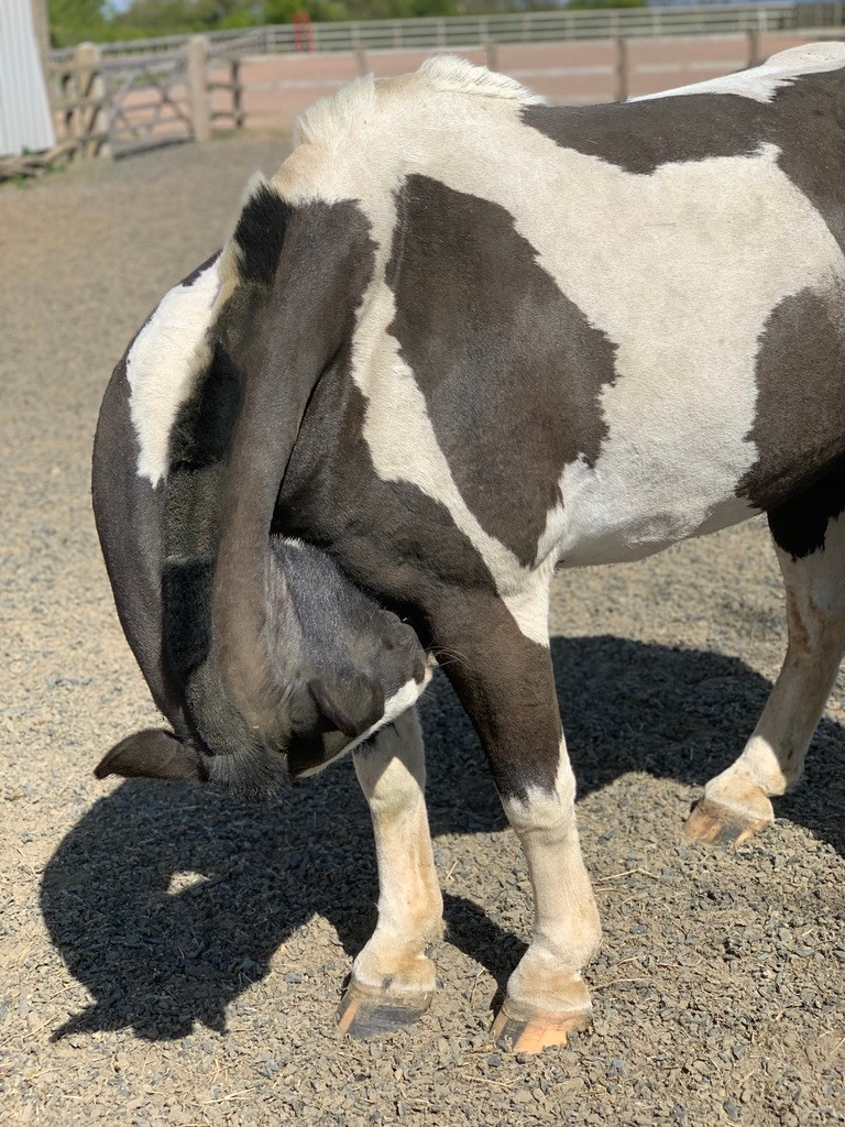 pony scratching, rolling
