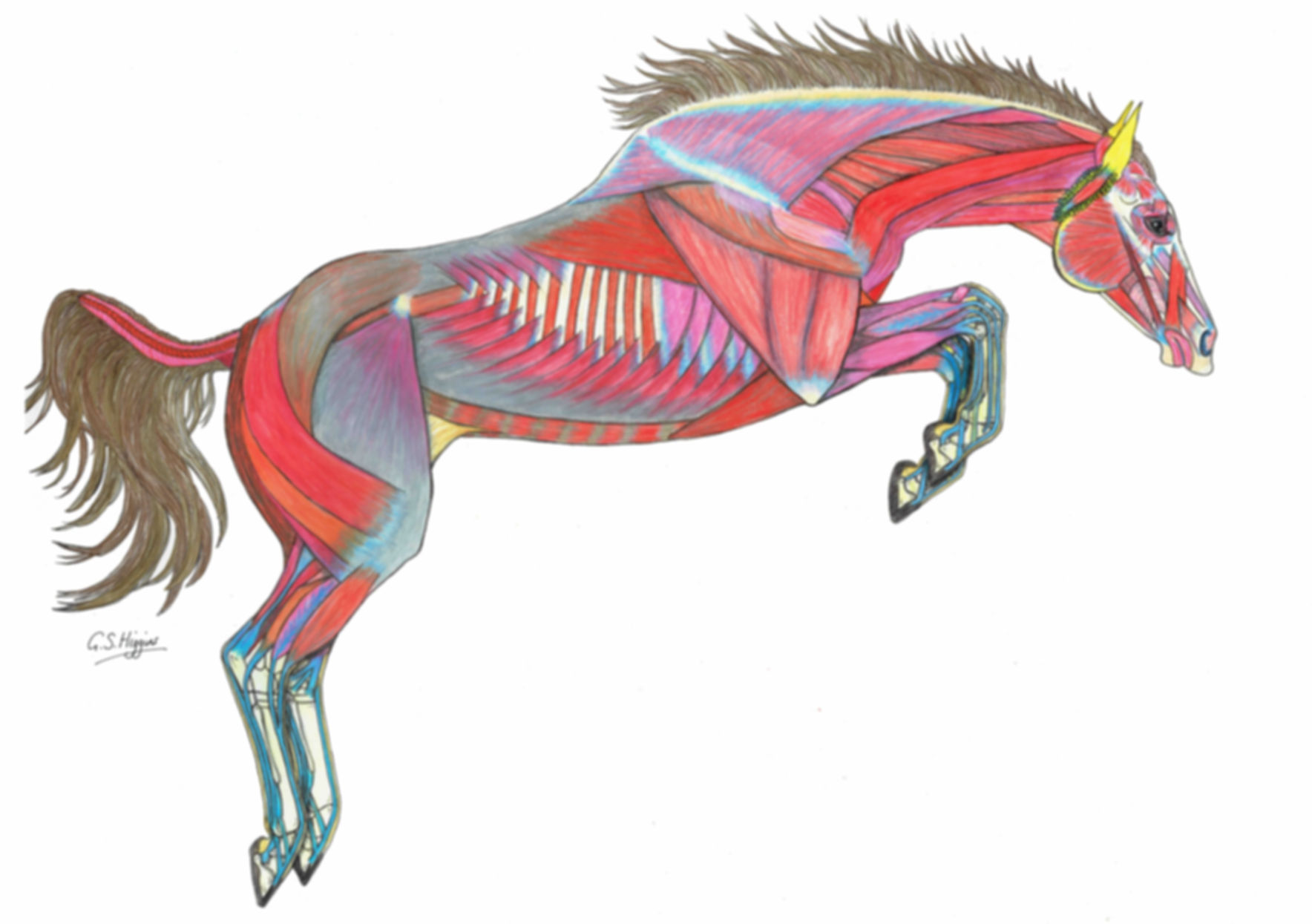 Muscles in Motions Prints