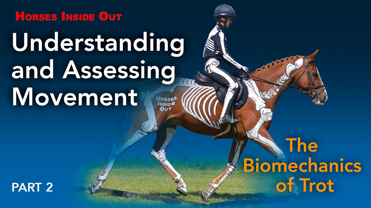 ridden horse trotting biomechanics