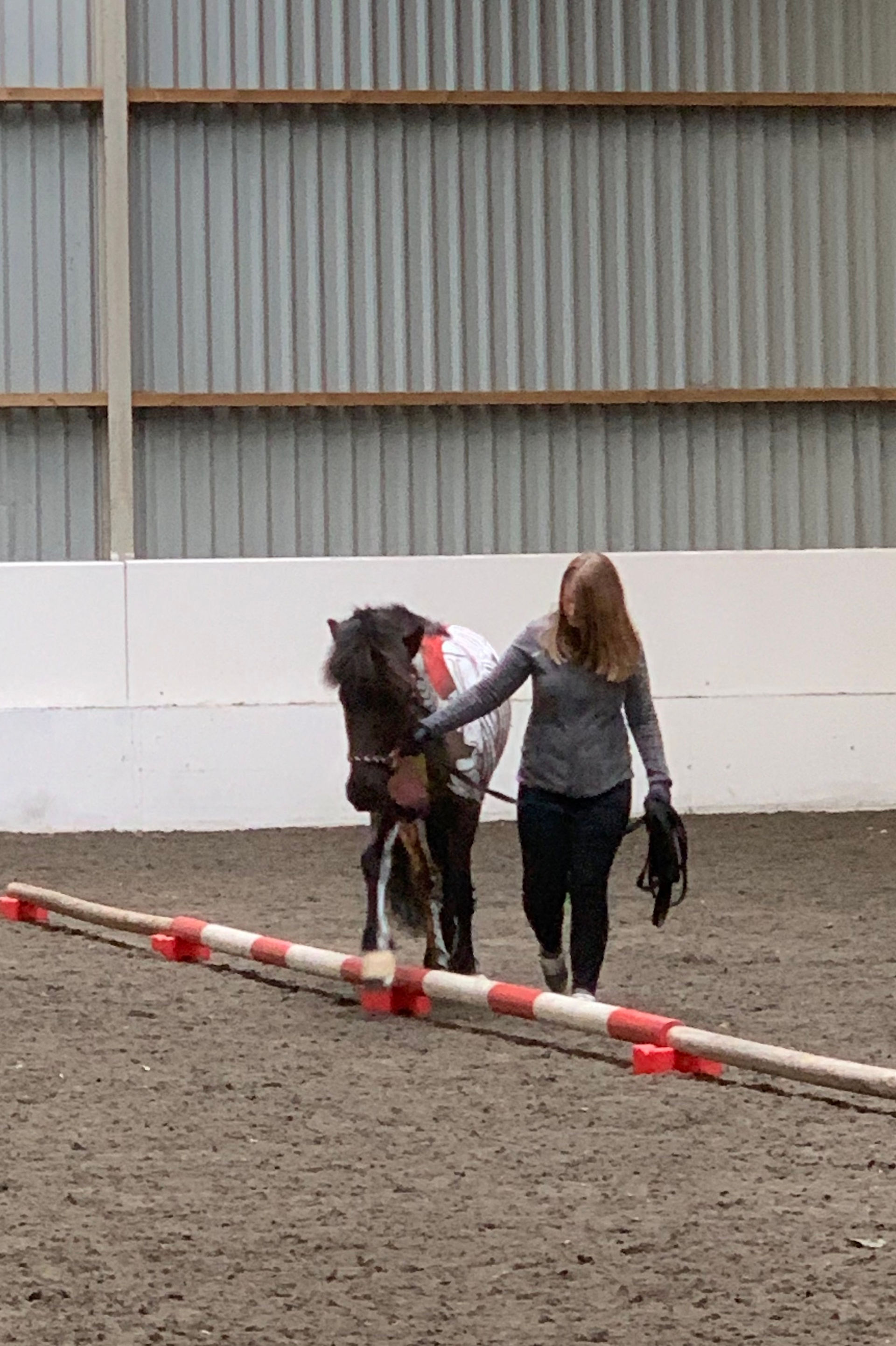 Icelandic horse anatomy inside out Gillian Higgins