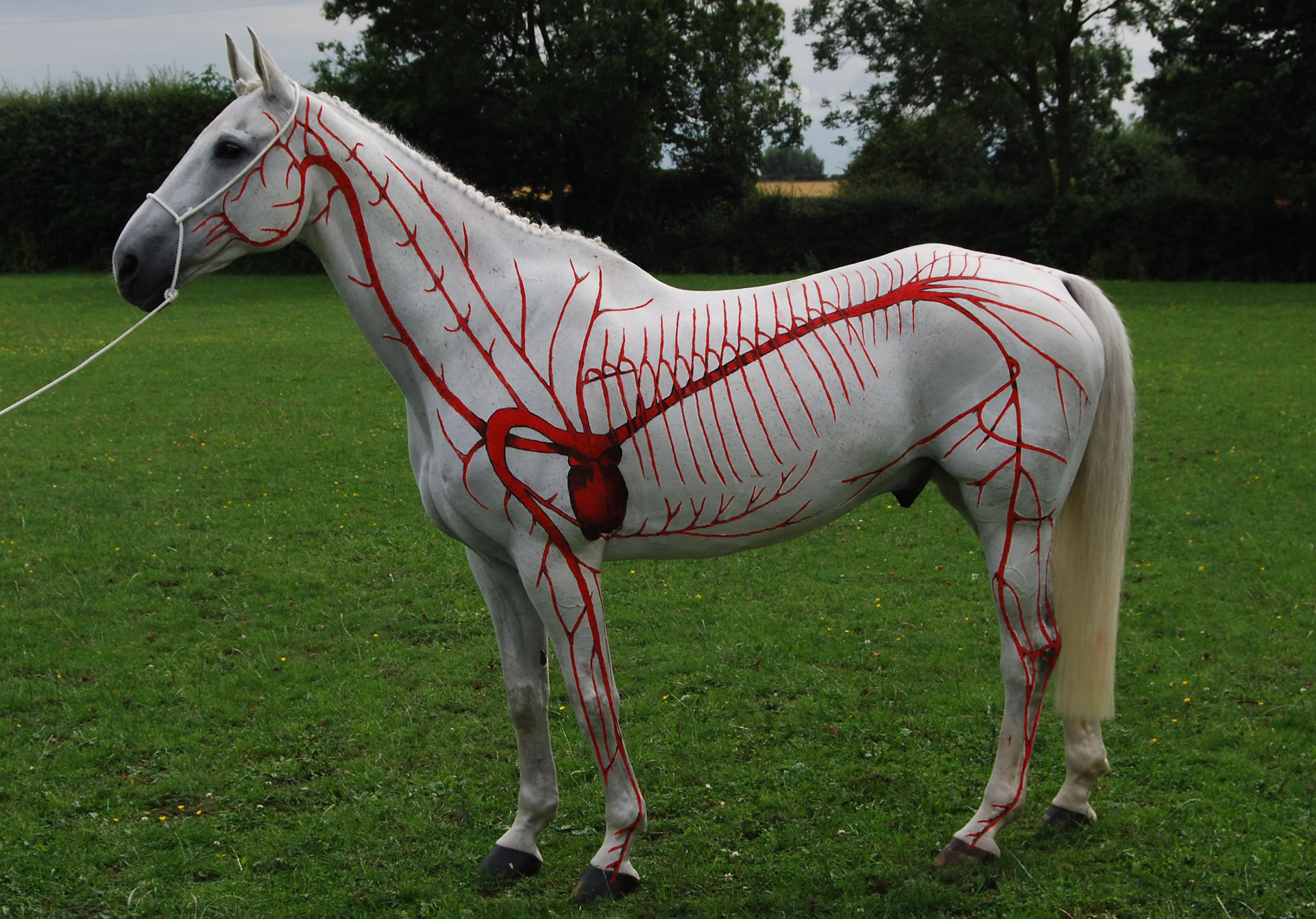 painted horse