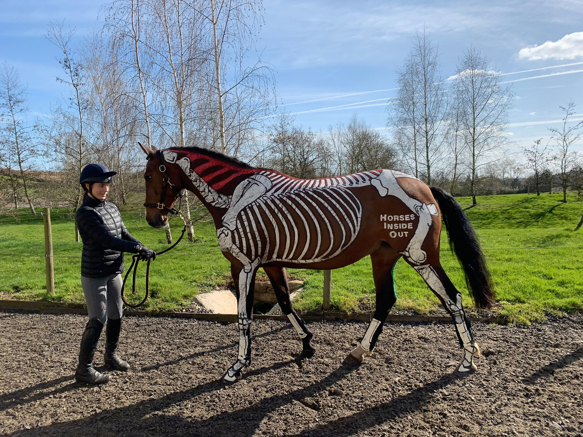 Skeletal Anatomy in action. Painted on this gorgeous 8yo show jumper