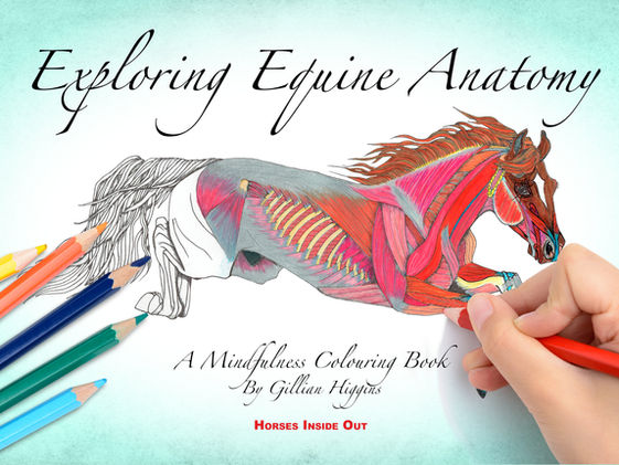12 Days of Christmas - Day 4: Exploring Equine Anatomy