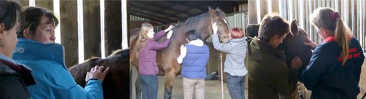 gillian higgins horses inside out students practising their techniques cpd courses for equine therapy professionals with gillian Higgins, Horses anatomical palpation, TMJ, horses inside out