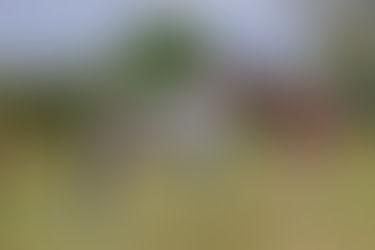 Gillian Higgins, painted horse