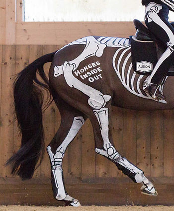 gillian higgins horses inside out power and expression painted horse skeletong rider skeleton suit hind quarters