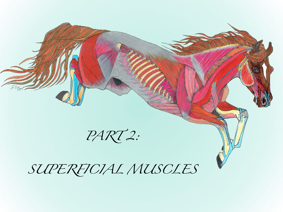 gillian higgins horses inside out cover photograph exploring equine anataomy superficial muscles