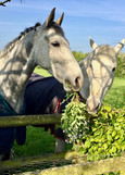 Browsing teh hedgerows Horses Inside Out Gillian Higgins