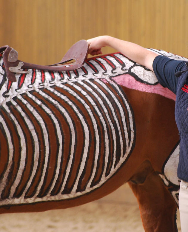 saddle fit design anatomy biomechanics skeleton saddle tree correct position of the saddle last rib throracic vertebrae, gullet, horse saddle rider interaction