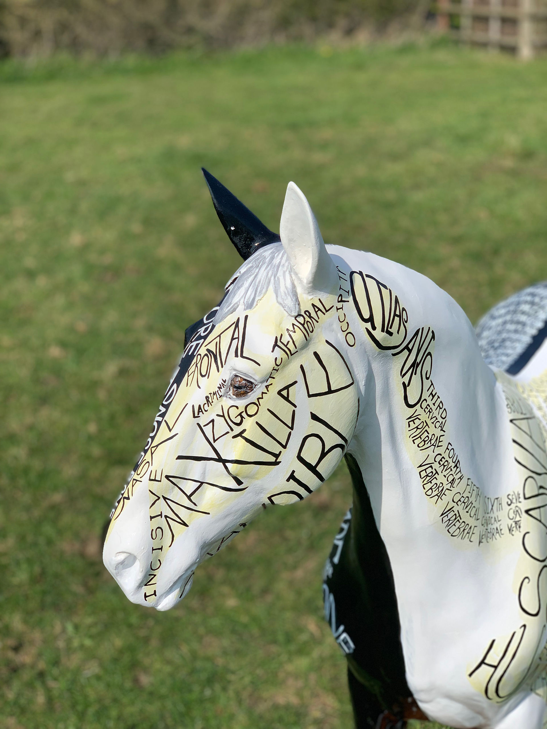 Horse Skeleton Word Art by Gillian Higgins