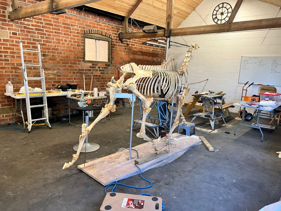 Horses Inside Out: Assembling the skeleton