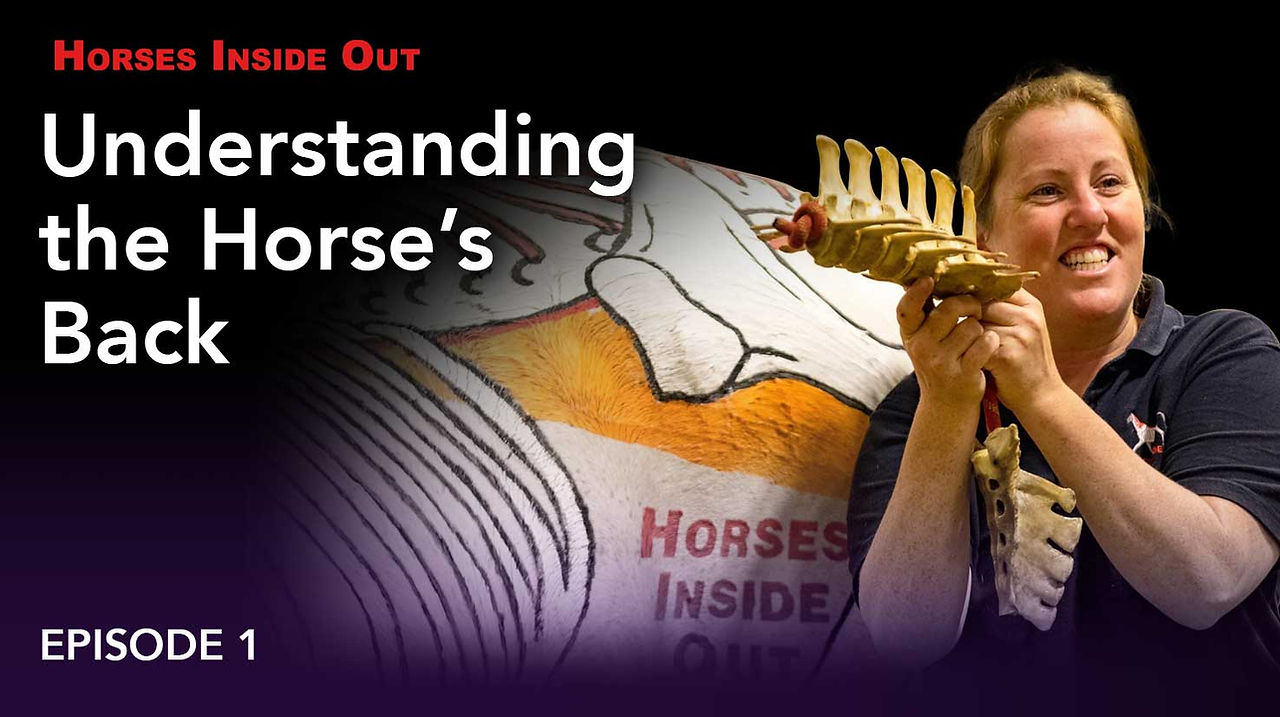 Horse back, anatomy, preventing back problems