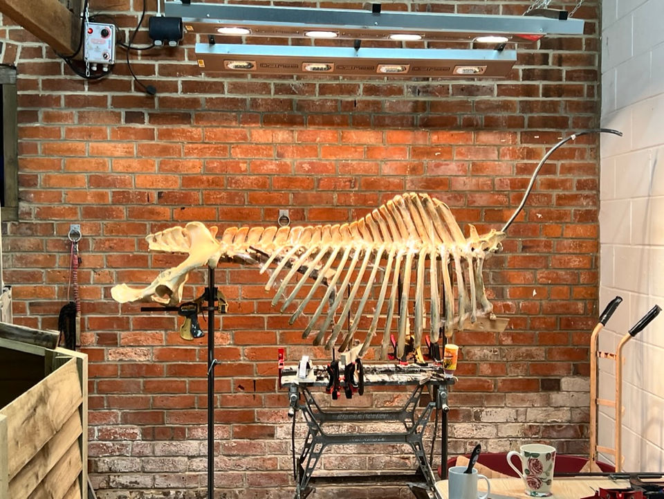 Horses Inside Out: Assembling the skeleton