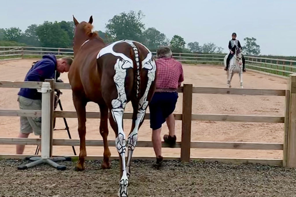Equine Pelvis and Iliopsoas Muscle Group