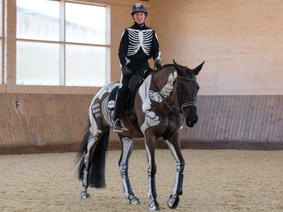 Understanding & Assessing Your Horse's Movement: Part 1 - The Biomechanics of Walk