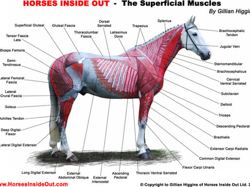 How Muscles Work
