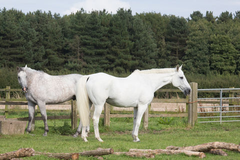 Gillian Higgins Horses Inside Out Turnout in the field
