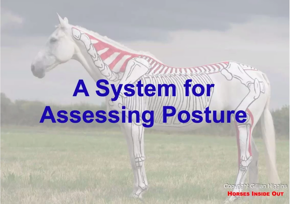 gillian higgins horses inside out a system for assessing posture painted horses skeleton