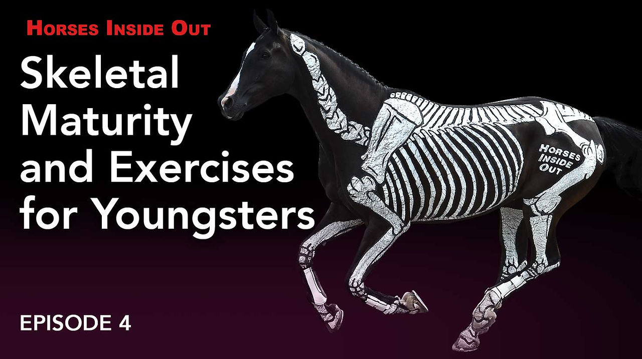skeletal maturity, young horses, anatomy, back, injury, riding