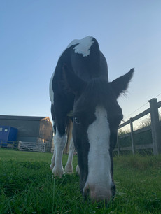 Pumpernickel blue cross rescue adopted pony by horses inside out