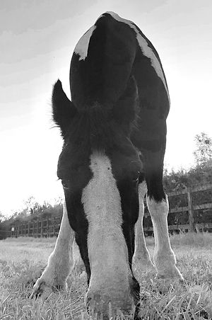 Blue cross rescue pony, Pumpernickel was adopted and joined the Horses Inside Out team in 2019