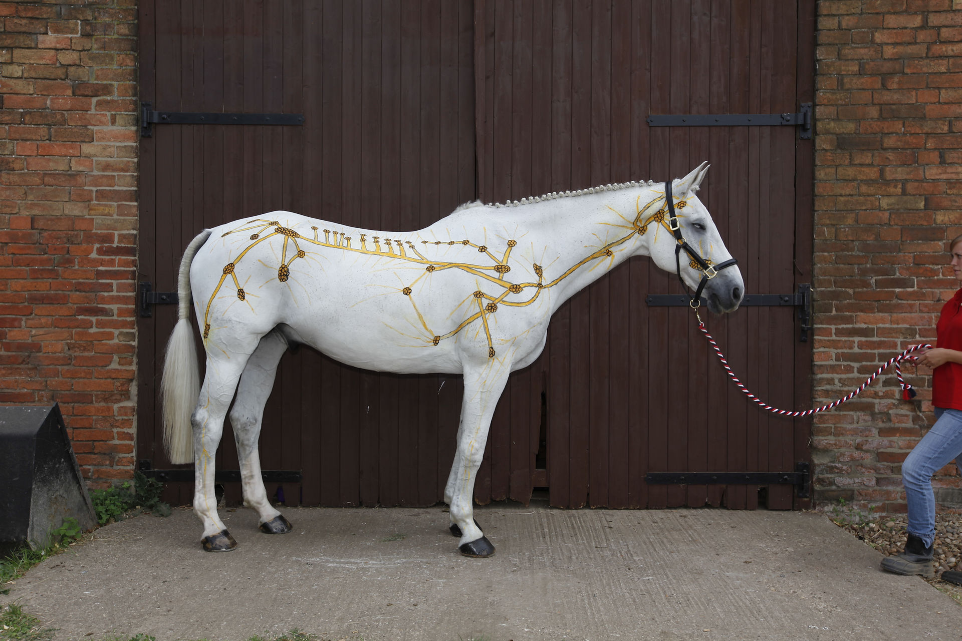 Horses Inside Out: Freddie Fox