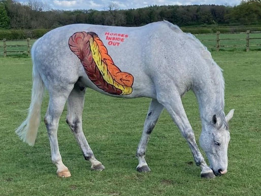The Role of a Healthy Hind gut in Your Horse