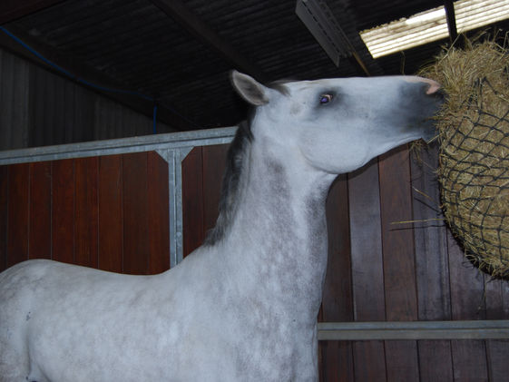 Is Feeding From A Haynet Bad For Your Horse's Health?