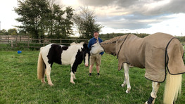 Pumpernickel blue cross rescue adopted pony by horses inside out with Freddie Fox and Doug Robertson