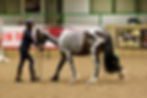 Eric demonstrating the increased lumbosacral flexion and abdominal and thoracic sling muscle recruitment as he walks backwards. Evening Extravaganza at Hartpury with Gillian Highgins and Horses Inside Out