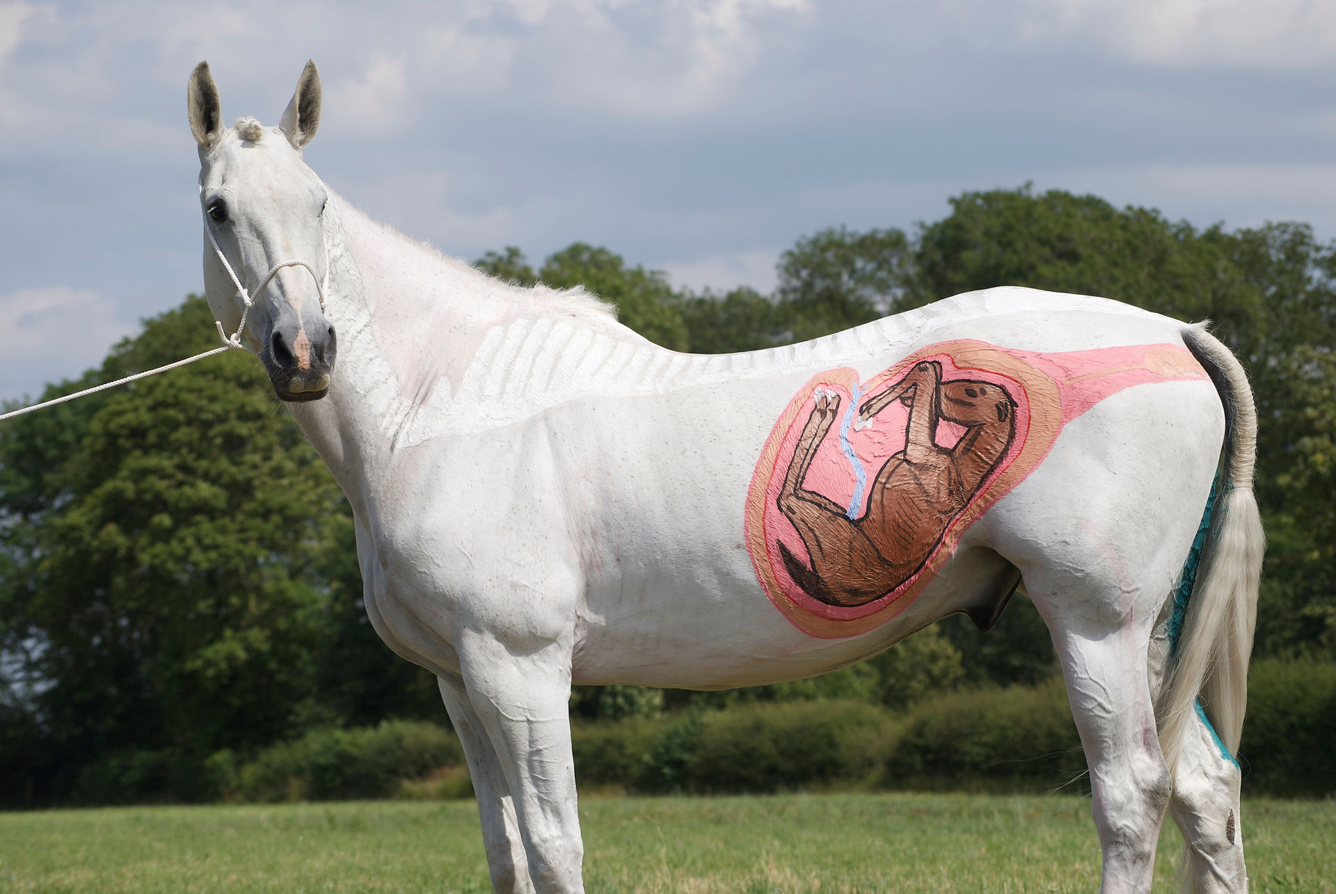 Horses Inside Out: Freddie Fox