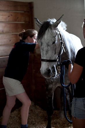 equine physiotherapy, veterinary physiotherapy, massage, myofascial therapy, horse joint mobilisation and manipulation, posture, assessent, muscle therapy, soft tissue release, vertebral alignment, spinal alignment