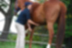 gillian higgins horses inside out belly lift Stimulating and strengthening the core muscles will come through correct training. There are however a number of exercises, performed from the ground, which can supplement ridden work to help improve core stability