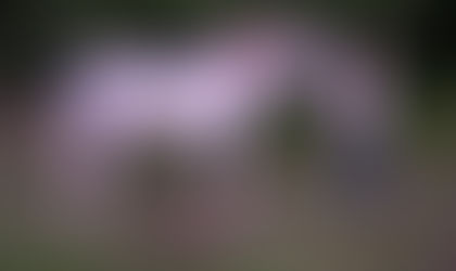 Horses Inside Out - where it all began