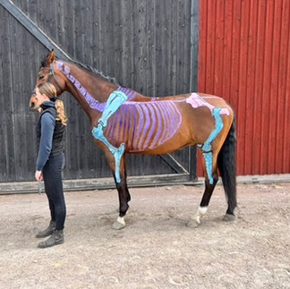 Students at Stromsholm, Sweden, present their horses for Gillian Higgins at Horses Inside Out to choose the best painted musculoskeletal system!