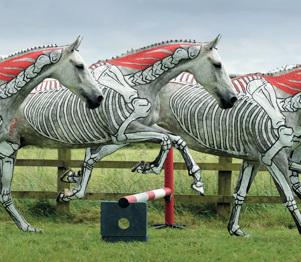 Horse anatomy in action